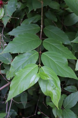 Aralia elata 'Aureovariegata' - arálie štíhlá - list léto